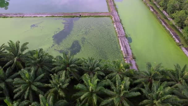Algae Grow Surface Water Treatment Oil Palm Tree — Stock Video
