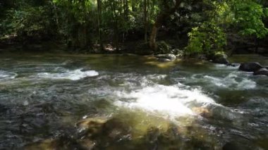 Forest water streams and rock in sunny light