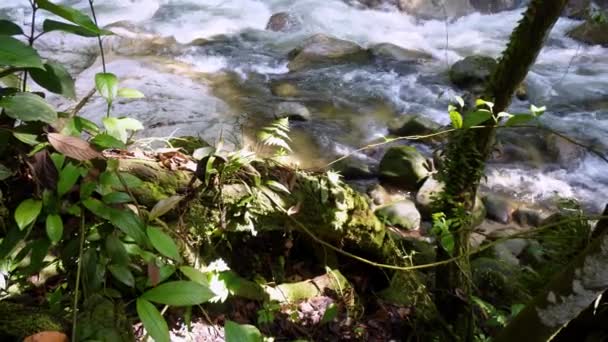 Slect Focus Plant Sunlight Stream Sungai Sedim — Vídeos de Stock