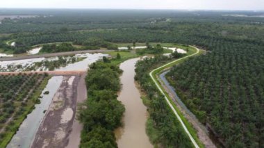 Krian Nehri 'nin yanında hava manzaralı bir palmiye ağacı var.