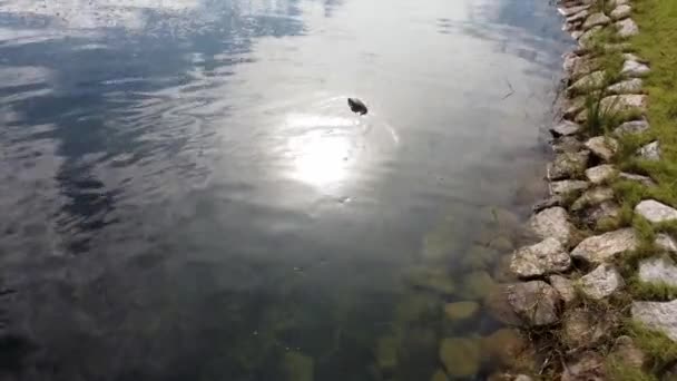 Lento Movimento Direção Lagarto Monitor Nadar Lagoa Com Rocha Grama — Vídeo de Stock