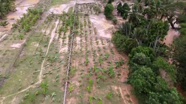 Schade Door Overstromingen Bananenplantage Het Platteland — Stockvideo