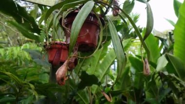 Yeşil ortamda çömlekte takip eden maymun bardağını seç