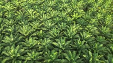 Güneşli bir sabahta yeşil, yemyeşil, yemyeşil palmiye ağaçlarının üzerinde uçan