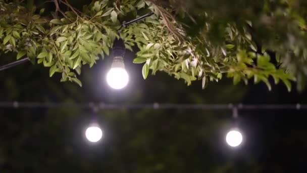 Žárovka Osvětlena Noci Blízkosti Zelených Listů Stromů — Stock video