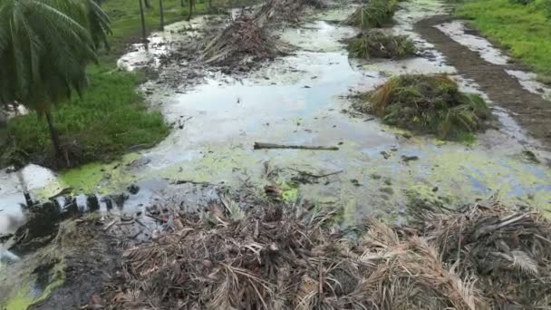 Aerial View Pile Dead Oil Palm Tree Trunk Wetland — Stock Video