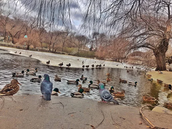 January 2022 Ukraine Dnipro Lazar Globa Park Lake Ducks Beautiful — Stock Photo, Image