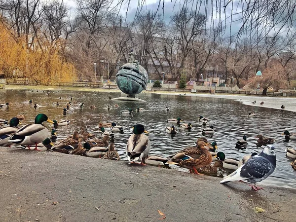 January 2022 Ukraine Dnipro Lazar Globa Park Lake Ducks Beautiful — Stock Photo, Image