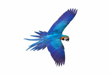 Beyaz arkaplanda izole edilmiş renkli papağan.