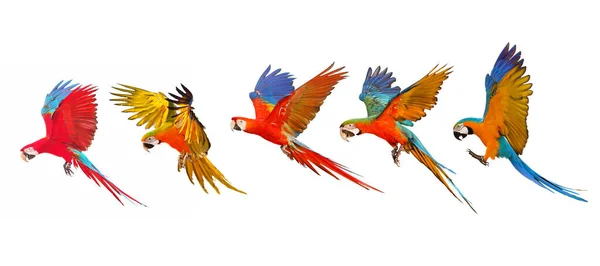 Σύνολο Παπαγάλων Μακάο Που Πετούν Απομονωμένα Λευκό — Φωτογραφία Αρχείου