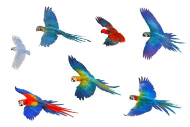 Beyaz arka planda izole bir şekilde uçan papağan seti.