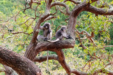 Parkta gözlüklü güzel Langur. Tayland 'ın Khiri Han vilayeti.