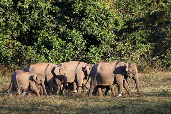 Troupeau Éléphants Dans Parc National Kui Buri — Photo