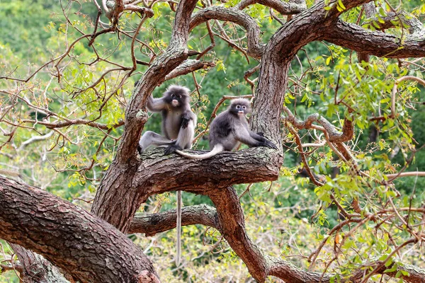 Lindas Linguagem Espectacled Parque Prachuap Província Khiri Khan Tailândia — Fotografia de Stock