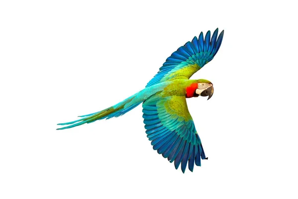 Catalina Parrot Flying Isolated White — Stock Photo, Image