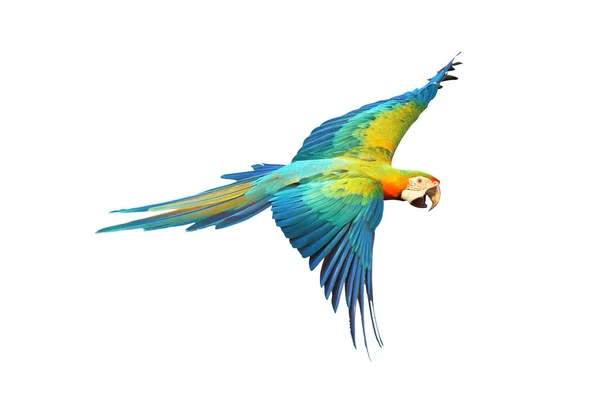 Catalina Papagaio Voando Isolado Branco — Fotografia de Stock