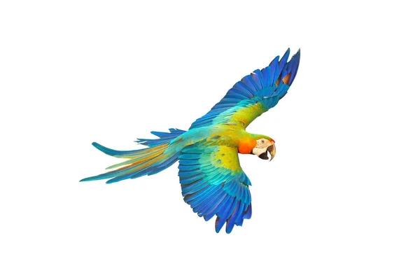 Catalina Parrot Flying Isolated White — Stock Photo, Image