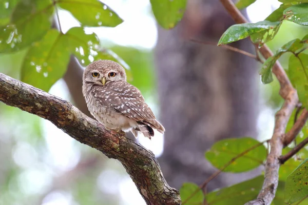 Little Owl Perching Branch Rain Forest Prachuap Khiri Khan Province — Stock Photo, Image