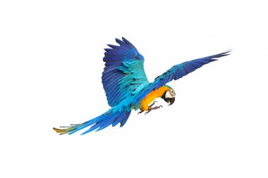 Papağan beyaz üzerinde tek başına uçuyor..