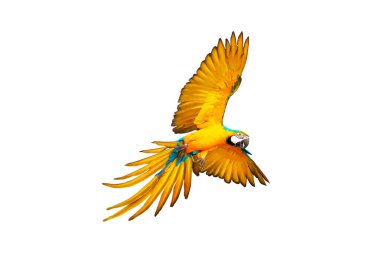 Papağan beyaz üzerinde tek başına uçuyor..