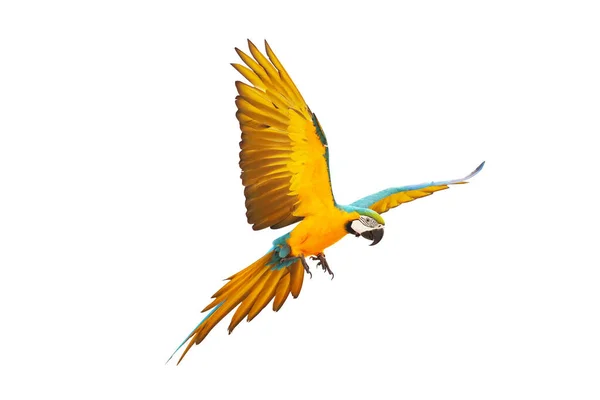Macaw Papegoja Flyger Isolerad Vitt — Stockfoto