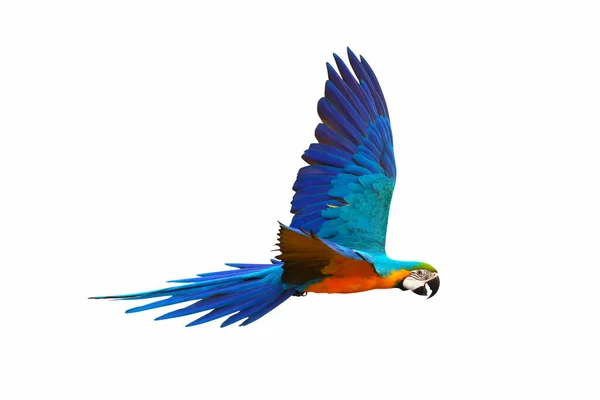 Ara Papagei Fliegt Isoliert Auf Weiß — Stockfoto