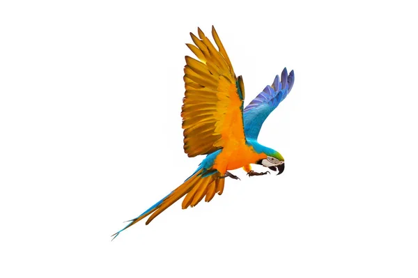 Macaw Papuga Latająca Samotnie Białym — Zdjęcie stockowe