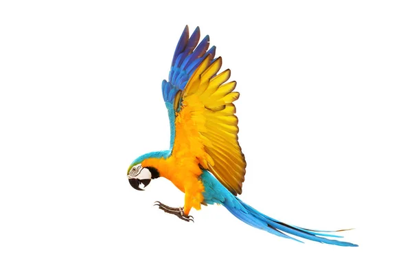 Guacamayo Loro Volando Aislado Blanco — Foto de Stock