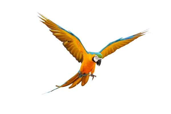 Guacamayo Loro Volando Aislado Blanco — Foto de Stock