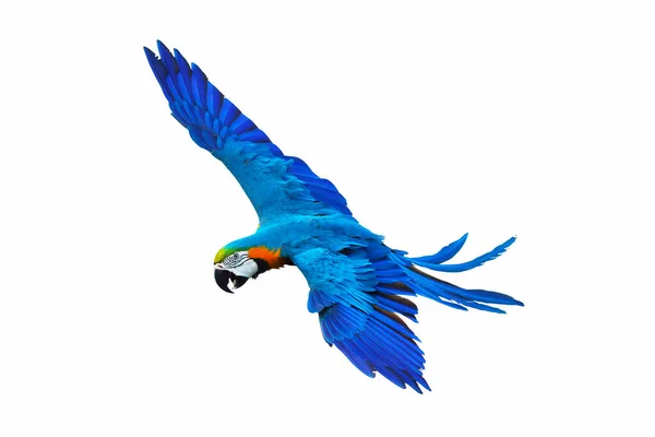 Macaw Papegoja Flyger Isolerad Vitt — Stockfoto