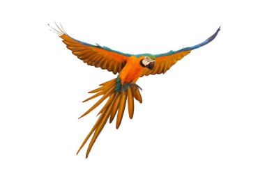 Güzel papağan bembeyaz uçuyor..