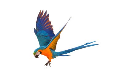 Güzel papağan bembeyaz uçuyor..