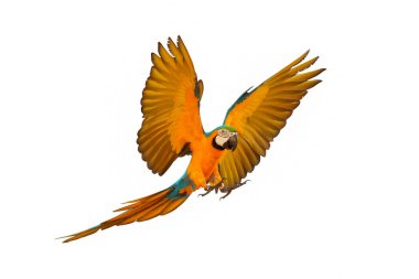 Güzel papağan bembeyaz uçuyor..