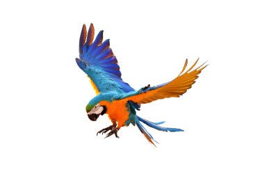 Güzel papağan bembeyaz uçuyor..