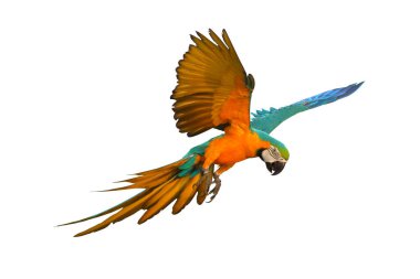 Güzel papağan bembeyaz uçuyor..