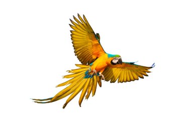 Güzel papağan bembeyaz uçuyor..