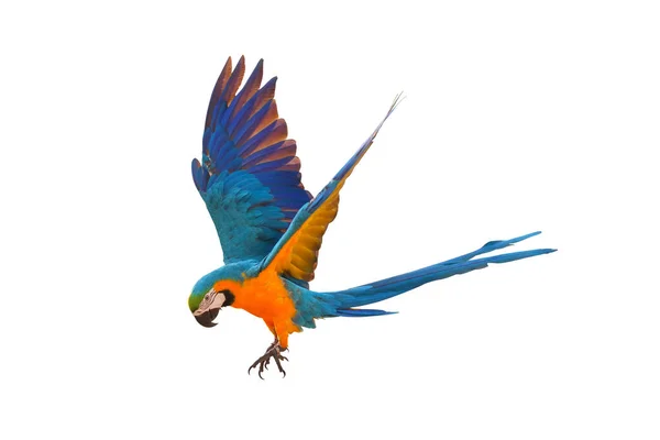 Hermoso Loro Guacamayo Volando Aislado Blanco —  Fotos de Stock