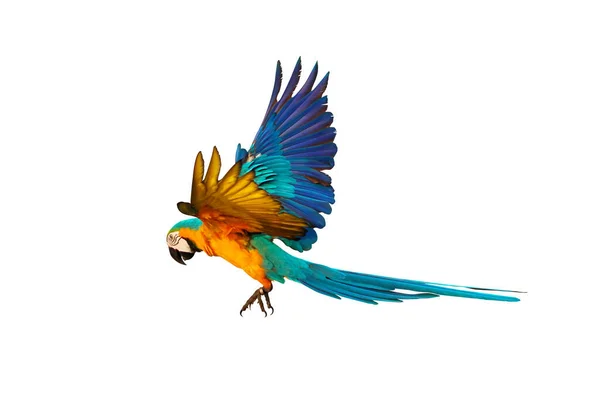 Красивий Макаронний Папуга Літає Ізольовано Білому — стокове фото