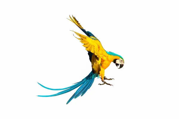 Όμορφος Παπαγάλος Μακάο Που Πετάει Απομονωμένος Λευκό — Φωτογραφία Αρχείου