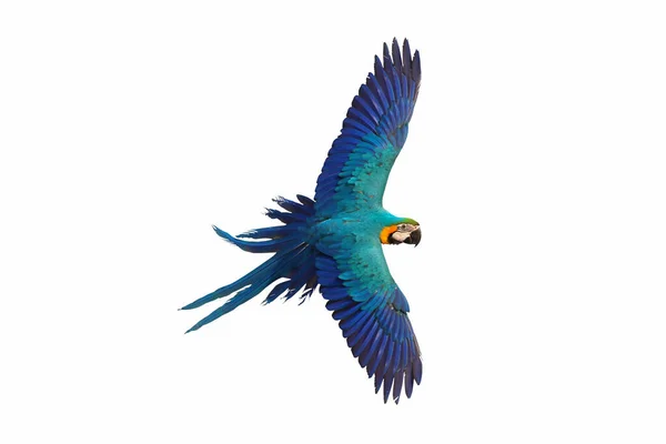 Güzel Papağan Bembeyaz Uçuyor — Stok fotoğraf