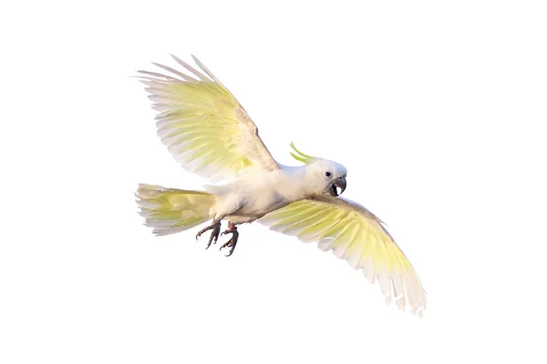 Красивий Папуга Какао Ізольовано Білому — стокове фото