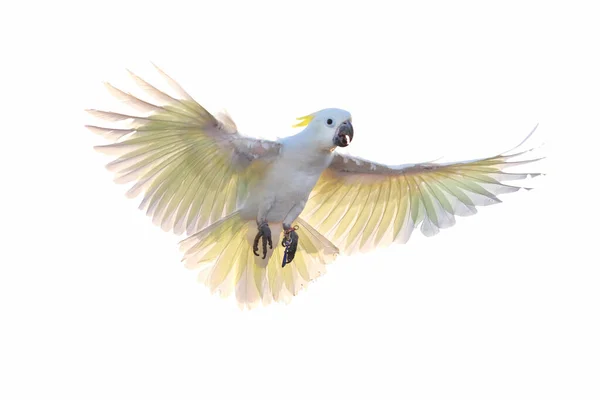 Gyönyörű Kakadu Papagáj Elszigetelt Fehér — Stock Fotó