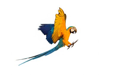 Beyaz arkaplanda izole edilmiş renkli papağan.