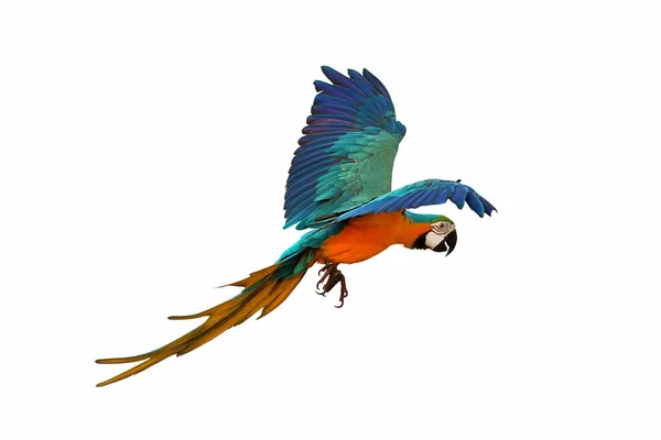 Färgglada Macaw Papegoja Isolerad Vit Bakgrund — Stockfoto