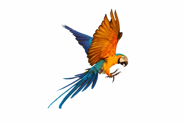 Färgglada Macaw Papegoja Isolerad Vit Bakgrund — Stockfoto