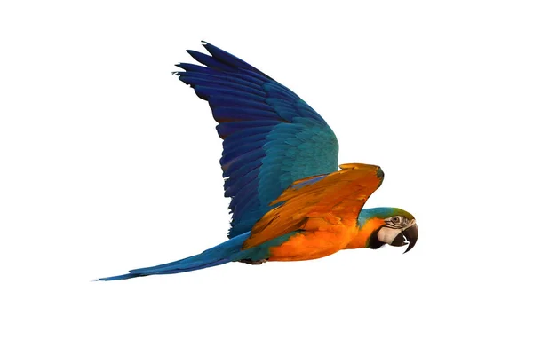 Barevný Papoušek Macaw Izolované Bílém Pozadí — Stock fotografie