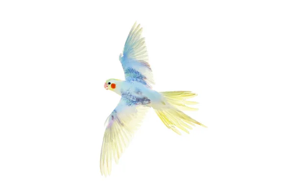 Папуга Cacatuidae Ізольована Білому Тлі — стокове фото