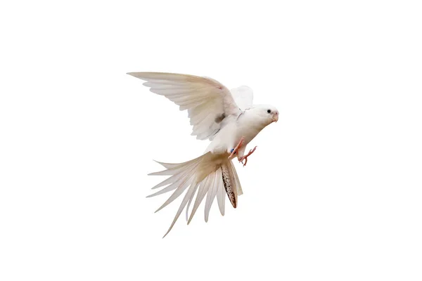 Cacatuidae Papagaio Isolado Sobre Fundo Branco — Fotografia de Stock