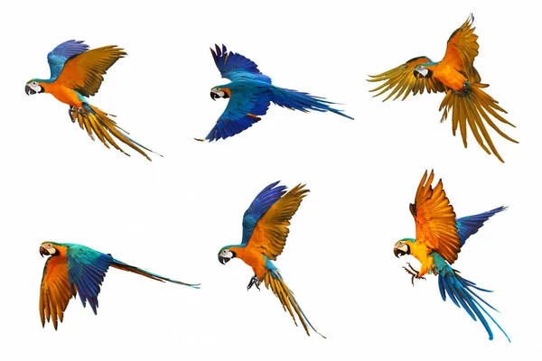 Mavi Altın Renkli Papağan Sürüsü Beyazlar Üzerinde Uçuyor — Stok fotoğraf