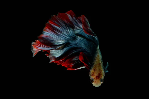 Pesce Betta Colorato Pesce Siamese Combattente Isolato Nero — Foto Stock